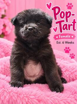 Pop Tart -  Black Mouth Cur and Shepherd Dog for Adoption in Fort Worth, Texas - Pop Tart | PetCurious