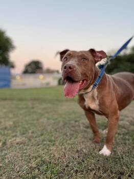 Nugget -  Mixed Breed Dog for Adoption in Huntsville, Alabama - Nugget | PetCurious
