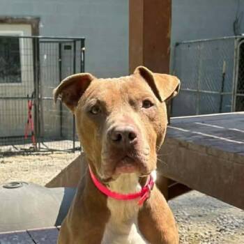 American Bulldog Dogs Available for Adoption in Niagara Falls, Ontario - Mister Rusty (20260429-03) | PetCurious