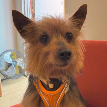 Bridle 14019 -  Yorkshire Terrier Dog for Adoption in San Francisco, California - Bridle 14019 | PetCurious