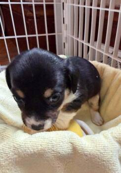 Manzano -  Chihuahua Dog for Adoption in Waunakee, Wisconsin - Manzano | PetCurious
