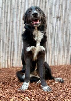 Sasha -  Border Collie and Great Pyrenees Dog for Adoption in Paso Robles, California - Sasha | PetCurious