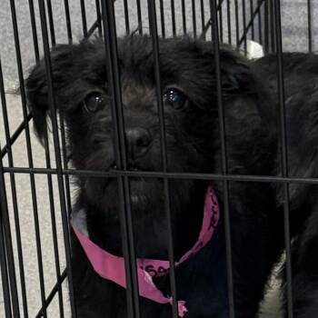 Dolly 22801 -  Terrier and Mixed Breed Dog for Adoption in Cumming, Georgia - Dolly 22801 | PetCurious