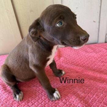 Mixed Breed Dogs Available for Adoption - Winnie | PetCurious