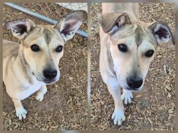 Pit Bull Terrier Dogs Available for Adoption in Albuquerque, New Mexico - CRISP | PetCurious