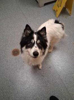 Journey -  Border Collie and Samoyed Dog for Adoption in Westland, Michigan - Journey | PetCurious