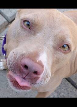 Rescue American Staffordshire Terrier Dogs for Adoption in Flint, Michigan - ANNA | PetCurious
