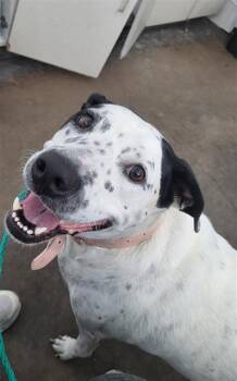 ROSARIO -  Mixed Breed Dog for Adoption in Dallas, Texas - ROSARIO | PetCurious