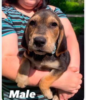 Rolo -  Hound and Yellow Labrador Retriever Dog for Adoption in Columbia, Maryland - Rolo | PetCurious