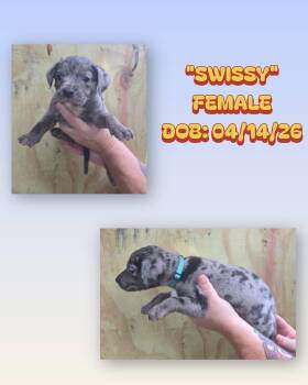 Catahoula Leopard Dog and Australian Shepherd Dogs Available for Adoption in Baker, Louisiana - Swissy | PetCurious
