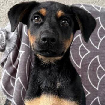 Tiny Trucker -  Shepherd and Mixed Breed Dog for Adoption in Calverton, New York - Tiny Trucker | PetCurious