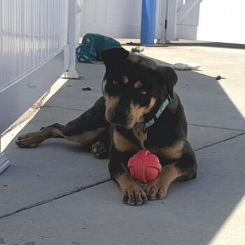Esmeralda -  Rottweiler and Mixed Breed Dog for Adoption in Harrisonburg, Virginia - Esmeralda | PetCurious