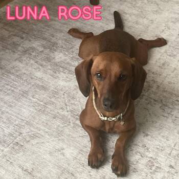 Luna Rose -  Dachshund Dog for Adoption in San Antonio, Texas - Luna Rose | PetCurious