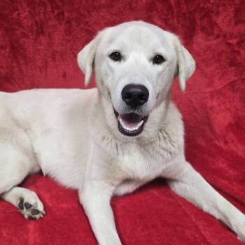 Axle -  Labrador Retriever Dog for Adoption in Frankfort, Indiana - Axle | PetCurious