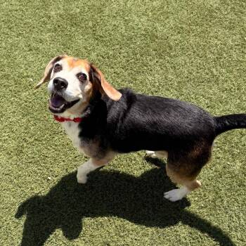 Oliver -  Beagle Dog for Adoption in Goleta, California - Oliver | PetCurious