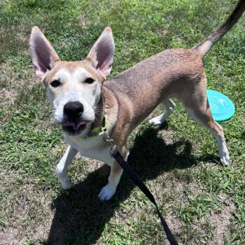 MEG -  Mixed Breed Dog for Adoption in Pembroke, Massachusetts - MEG | PetCurious