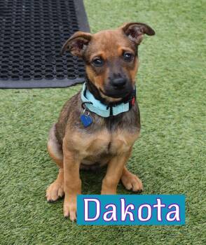 Black Mouth Cur Dogs Available for Adoption in Southlake, Texas - Dakota  | PetCurious