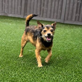 Hershey 4072 -  Yorkshire Terrier and Chihuahua Dog Available for Adoption in Loxahatchee Groves, Florida - Hershey 4072 | PetCurious