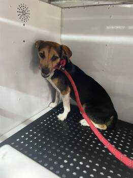 Mixed Breed Dogs Available for Adoption in Palmetto, Florida - JAMIE | PetCurious