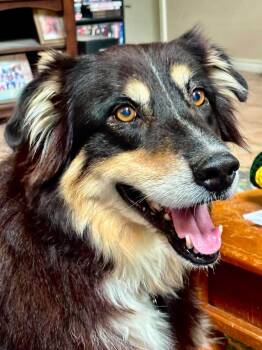 ARPH 14721 - Astro -  Australian Shepherd Dog for Adoption in North Richland Hills, Texas - ARPH 14721 - Astro | PetCurious