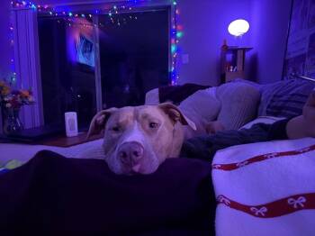 Terrier Dogs Available for Adoption in Herndon, Virginia - Milo | PetCurious