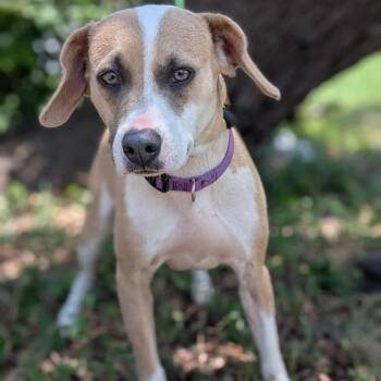 Sweetie -  Jack Russell Terrier and Whippet Dog for Adoption in Buchanan Dam, Texas - Sweetie | PetCurious