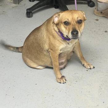 Mamacita -  Mixed Breed Dog for Adoption in Uniontown, Pennsylvania - Mamacita | PetCurious