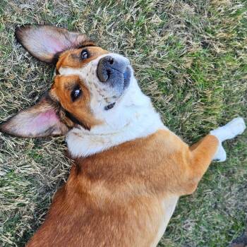 Mixed Breed Dogs Available for Adoption in Leander, Texas - Charlie Bones | PetCurious