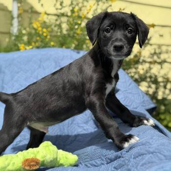 Spaniel and Terrier Dogs Available for Adoption in San Diego, California - Cheers Pup - Norm | PetCurious