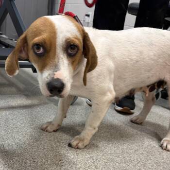Mia -  Mixed Breed Dog for Adoption in Englewood, Florida - Mia | PetCurious