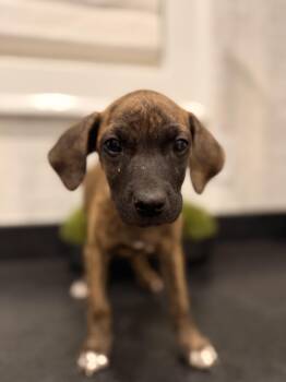 Rescue Plott Hound and Mountain Cur Dogs for Adoption in Mt. Juliet, Tennessee - Blair (McMinnville St. Puppy) | PetCurious