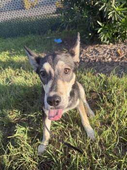 Husky Dogs Available for Adoption in San Antonio, Texas - RANGO | PetCurious