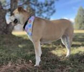 Pit Bull Terrier Dogs Available for Adoption - Honey | PetCurious