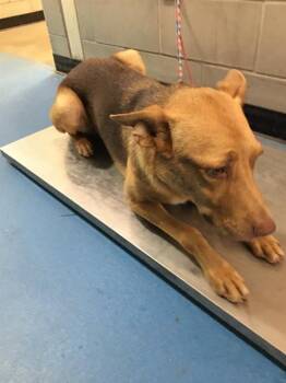DODI -  Labrador Retriever and Mixed Breed Dog for Adoption in Dallas, Texas - DODI | PetCurious