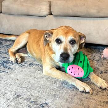 Addy -  Rhodesian Ridgeback Dog for Adoption in Tunkhannock, Pennsylvania - Addy | PetCurious