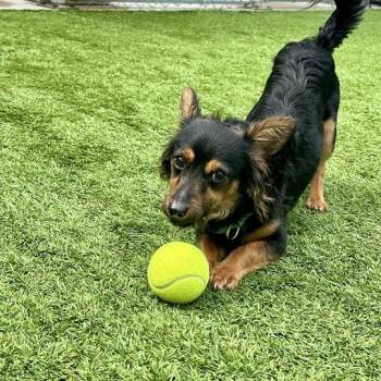 Marko -  Mixed Breed Dog for Adoption in Matteson, Illinois - Marko | PetCurious