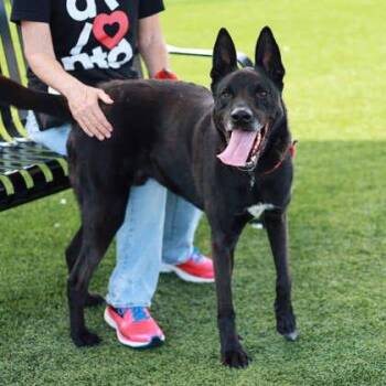Zeke -  German Shepherd Dog and Mixed Breed Dog for Adoption in Atlanta, Georgia - Zeke | PetCurious