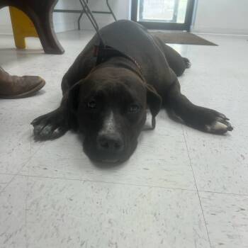 Rescue Pit Bull Terrier Dogs for Adoption in Garden City, Kansas - Kash | PetCurious