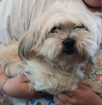Granny -  Shih Tzu and Lhasa Apso Dog for Adoption in West Memphis, Arkansas - Granny | PetCurious