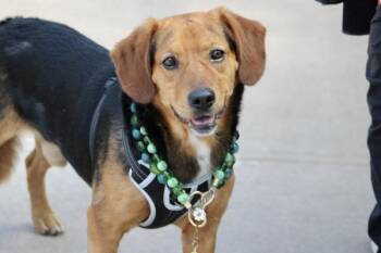 Sosa -  Mixed Breed Dog for Adoption - Sosa | PetCurious