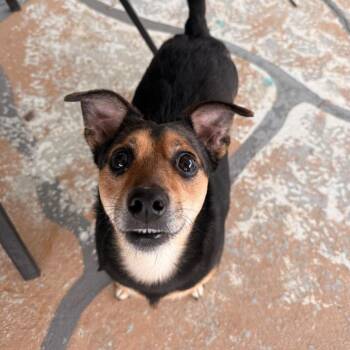 Beagle and Chihuahua Dogs Available for Adoption in Jackson, Missouri - Cotton | PetCurious