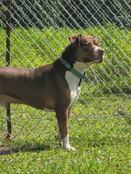 Ace -  Boxer Dog for Adoption in Reisterstown, Maryland - Ace | PetCurious