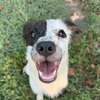 Dolly -  Border Collie and Australian Cattle Dog Blue Heeler Dog for Adoption in Corsicana, Texas - Dolly | PetCurious