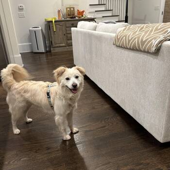 Rescue Samoyed Dogs for Adoption in Johns Creek, Georgia - MEADOW | PetCurious