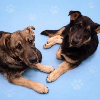 Mixed Breed Dogs Available for Adoption - ZATTA | PetCurious