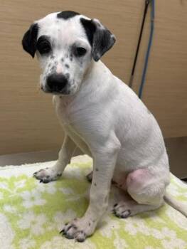 Auggie -  Mixed Breed Dog for Adoption in Honolulu, Hawaii - Auggie | PetCurious