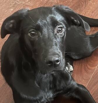 Copper -  Black Labrador Retriever and Golden Retriever Dog for Adoption in Longmont, Colorado - Copper | PetCurious