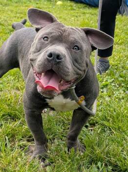 Eldon -  Pit Bull Terrier Dog for Adoption in Chicago, Illinois - Eldon | PetCurious
