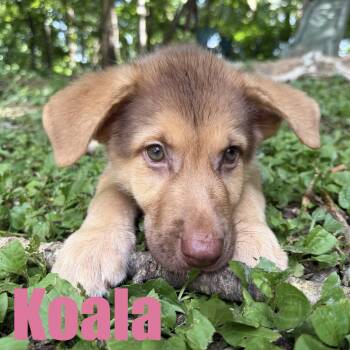 Koala -  Shepherd and Great Pyrenees Dog for Adoption in Ellicott City, Maryland - Koala | PetCurious