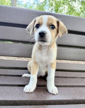 Lucky -  Hound Dog for Adoption in Fairfax, Virginia - Lucky | PetCurious